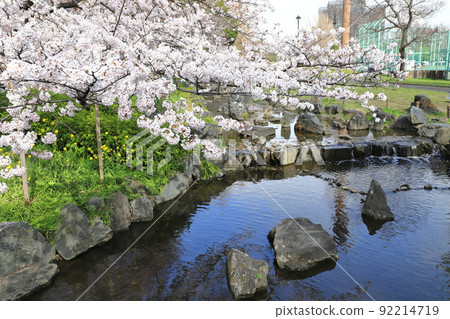 Higashi Ayase Park Cherry blossoms near Yazaemon Bridge 92214719