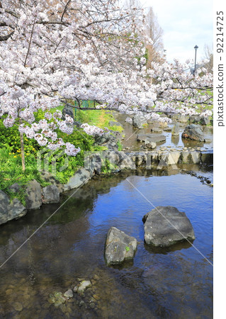 八左衛門橋附近的東綾瀨公園櫻花 92214725