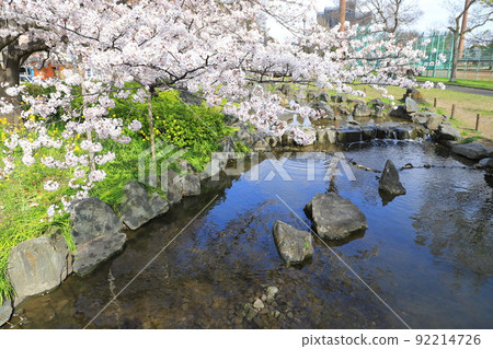 Higashi Ayase Park Cherry blossoms near Yazaemon Bridge Higashi Ayase Park Cherry blossoms near Yazaemon Bridge 92214726
