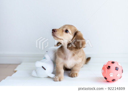 Puppy Kaninhen Dachshund 92214809