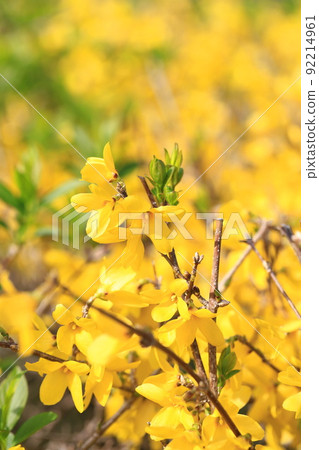 連翹的花盛開 92214961