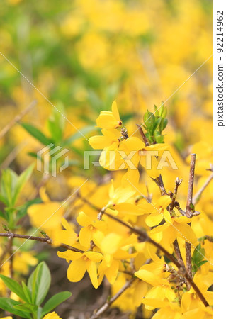連翹的花盛開 92214962