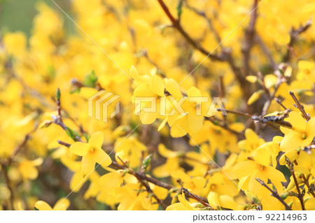 連翹的花盛開 92214963