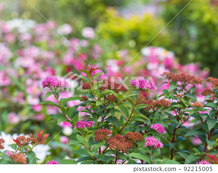 Flowers of Spiraea japonica double play pink, the Japanese meadowsweet, Japanese spiraea or Korean spiraea. It is a plant in the family Rosaceae. Flowers of Spiraea japonica double play pink, the Japanese meadowsweet, Japanese spiraea or Korean spiraea. It is a plant in the family Rosaceae. 92215005