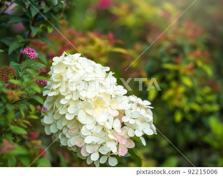 Lush white and yellow hydrangea flowers in summer. Lush white and yellow hydrangea flowers in summer. 92215006