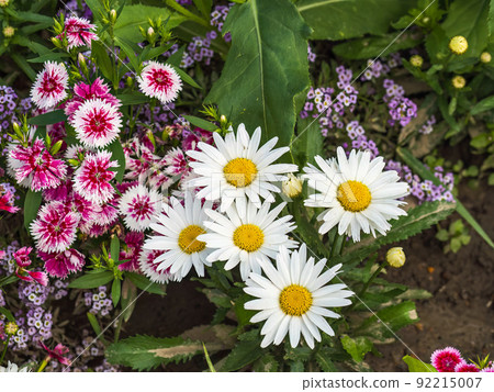 Close up of some beautiful Dianthus Baby Doll, Dianthus Chinensis, and white chamomiles flowers growing in garden 92215007