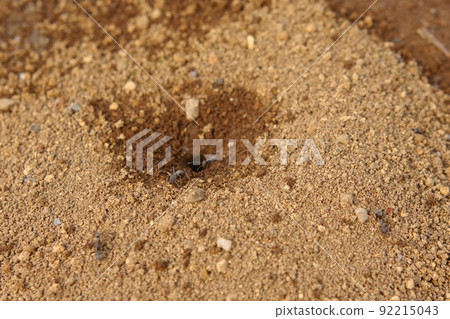 阿里的窩 92215043