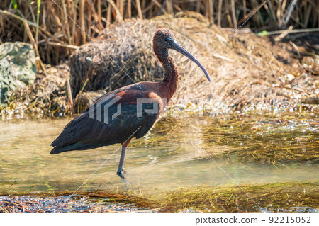 The glossy ibis, latin name Plegadis falcinellus, searching for food in the shallow lagoon. 92215052