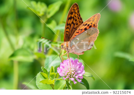 The dark green fritillary butterfly collects nectar on flower. Speyeria aglaja is a species of butterfly in the family Nymphalidae. 92215074