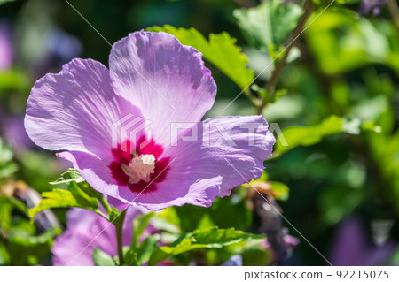 Pink flowers of Hibiscus moscheutos plant close-up. Hibiscus moscheutos, swamp hibiscus, 92215075