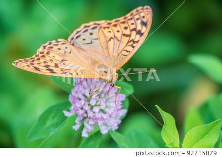 The dark green fritillary butterfly collects nectar on flower. Speyeria aglaja is a species of butterfly in the family Nymphalidae. The dark green fritillary butterfly collects nectar on flower. Speyeria aglaja is a species of butterfly in the family Nymphalidae. 92215079
