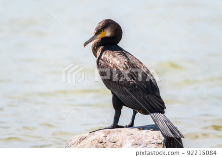 Great cormorant, Phalacrocorax carbo, standing on a stone on the sea shore. 92215084