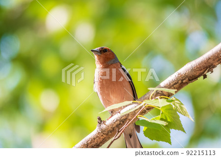 Common chaffinch, Fringilla coelebs, sits on a branch in spring on green background. Common chaffinch in wildlife. Common chaffinch, Fringilla coelebs, sits on a branch in spring on green background. Common chaffinch in wildlife. 92215113