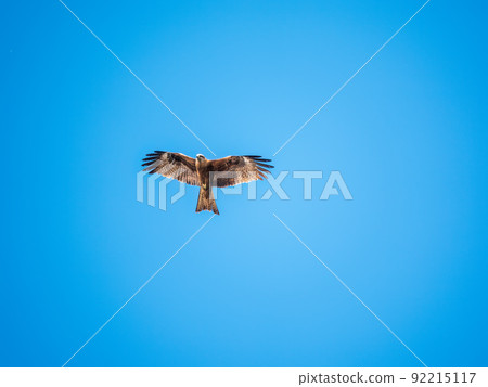 The bird of prey Black Kite flying in blue Sky The bird of prey Black Kite flying in blue Sky 92215117