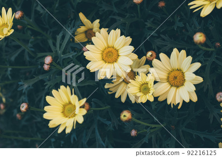Beautiful natural background with blooming summer flowers. 92216125