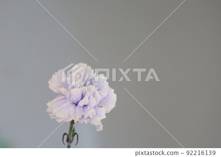 淡紫色康乃馨 92216139