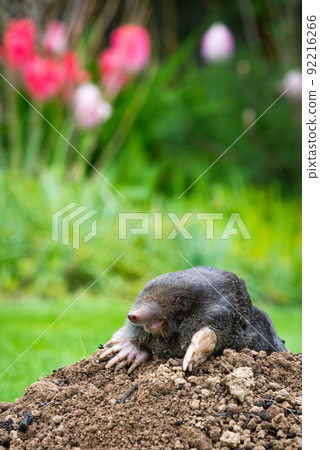 Mole animal - Talpa Europaea, causing damage as a pest in the garden with its mole hills and underground tunnels Mole animal - Talpa Europaea, causing damage as a pest in the garden with its mole hills and underground tunnels 92216266