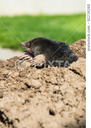 European mole destroying lawn in the garden 92216268