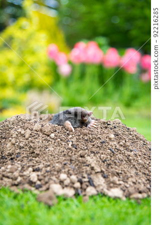 European mole (Talpa europaea) destroying lawn with its mole hills and underground tunnels 92216285