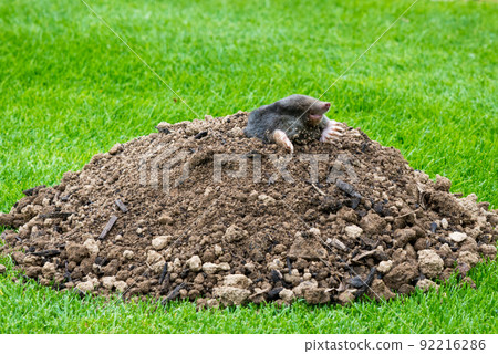 Mole, Talpa europaea, making mole hill and damaging beautiful lawn and flower garden. 92216286