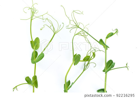 young pea plant grown as micro green, isolated on white 92216295