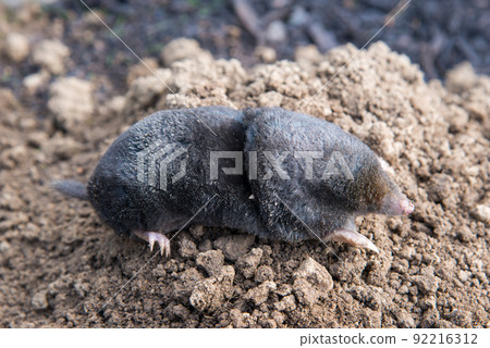 European mole caught by a trap while crawling out of the tunnel 92216312