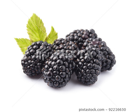 Blackberry and leaves on white backgrounds 92216630