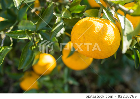 Fruit of summer oranges that are trees Fruit of summer oranges that are trees 92216769