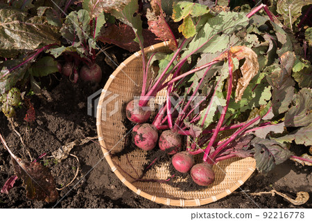 Harvested red turnips in the field Harvested red turnips in the field 92216778