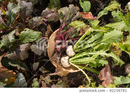 Harvested red and white turnips in the field Harvested red and white turnips in the field 92216781