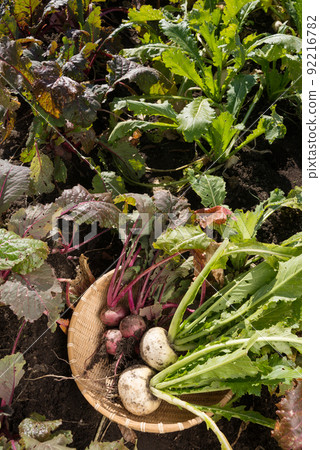 Harvested red and white turnips in the field Harvested red and white turnips in the field 92216782