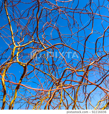 Corkscrew golden willow branches against blue sky in winter sunny day. Salix Matsudana. Natural background 92216836
