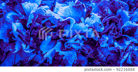 Abstract floral background, blue carnation flower petals. Macro flowers backdrop for holiday brand design. Abstract floral background, blue carnation flower petals. Macro flowers backdrop for holiday brand design. 92216888