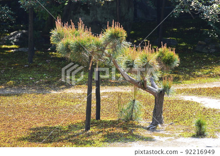 Pruned pine trees (Rokuo-in / Garden / Sagakitabori-cho, Ukyo-ku, Kyoto) Pruned pine trees (Rokuo-in / Garden / Sagakitabori-cho, Ukyo-ku, Kyoto) 92216949