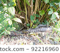 Shimate snake 92216960