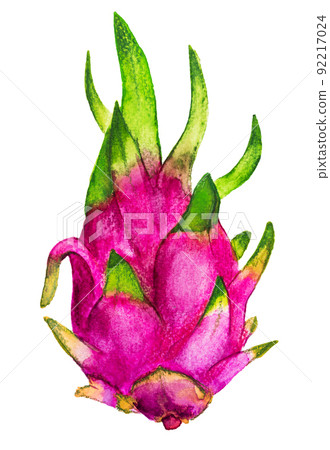 Pitahaya or pitaya Dragon fruit Hand-drawn watercolor Illustration Pitahaya or pitaya Dragon fruit Hand-drawn watercolor Illustration 92217024