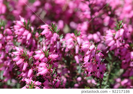Pink Erica carnea flowers, winter Heath, in the garden in early spring. Floral background, botanical concept Pink Erica carnea flowers, winter Heath, in the garden in early spring. Floral background, botanical concept 92217186