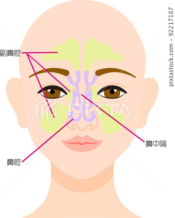 說明鼻子的結構和橫截面 92217187