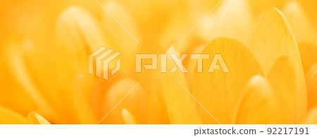 Yellow crocus flowers. Macro floral background for holiday brand design 92217191