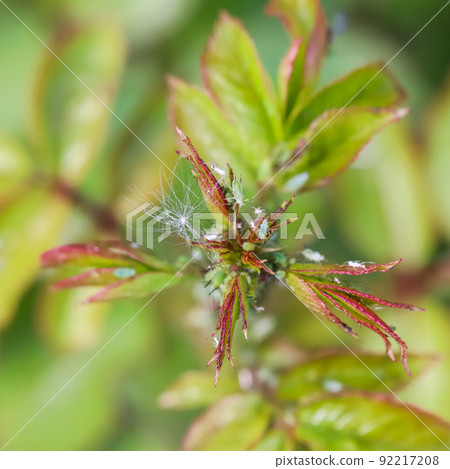 Green and pink aphids on roses. Pests damage the plant and spread disease 92217208