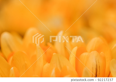 Yellow crocus flowers. Macro floral background for holiday brand design 92217237