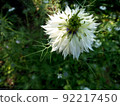 Nigella 92217450