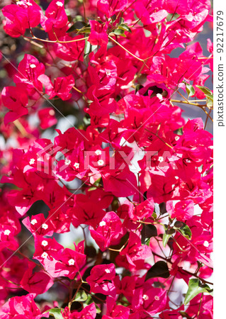 natural background of pink paperflower plant 92217679