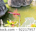 Crimson marsh glider 1 92217957