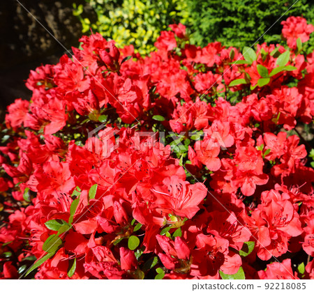 Blooming red azalea flowers in spring garden. Gardening concept. Floral background 92218085