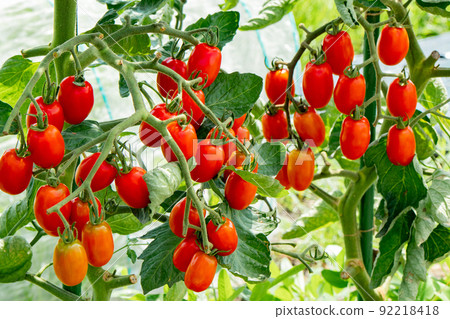 Pre-harvest cherry tomatoes colored in the vegetable garden in July 92218418
