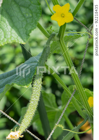 Cucumbers and cucumber flowers that began to grow in the vegetable garden in July 92218435