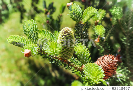 A branch of Korean fir with young cone in spring garden A branch of Korean fir with young cone in spring garden 92218497
