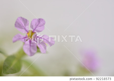 萼距花 92218573