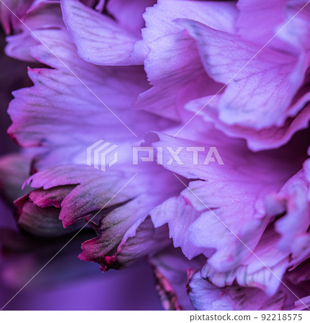 Retro art, vintage card and botanical concept - Abstract floral background, purple carnation flower petals. Macro flowers backdrop for holiday brand design 92218575